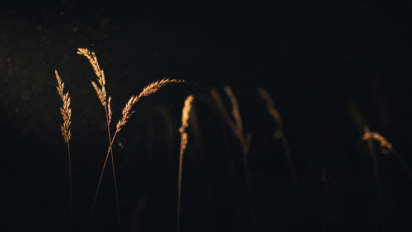 INSECTS 03